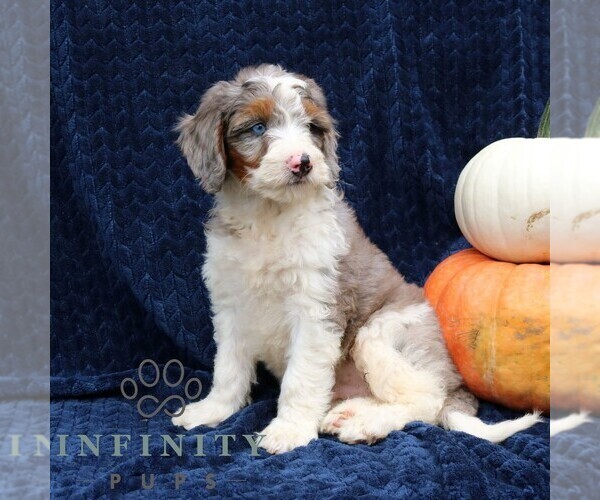 Medium Photo #2 Bernedoodle (Miniature) Puppy For Sale in NARVON, PA, USA