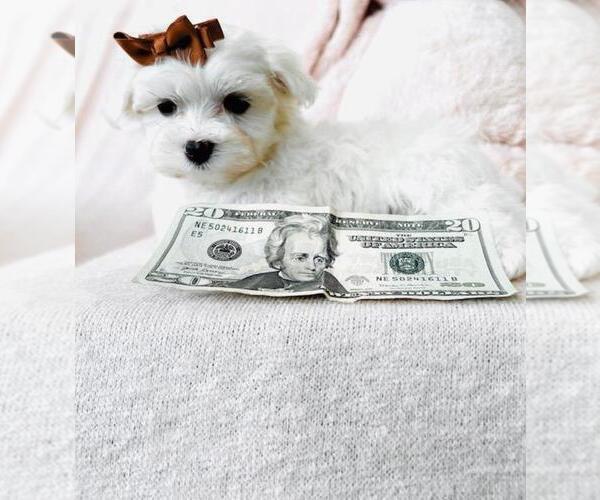 Medium Photo #20 Maltese Puppy For Sale in MIAMI, FL, USA