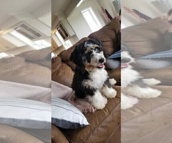 Medium Photo #1 Bernedoodle-Poodle (Miniature) Mix Puppy For Sale in GOSHEN, IN, USA