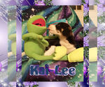 Small Photo #7 Cowboy Corgi Puppy For Sale in GALLEGOS, NM, USA