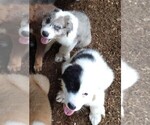 Small Photo #4 Australian Shepherd-Great Pyrenees Mix Puppy For Sale in RIDGELAND, SC, USA