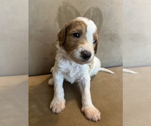 Labradoodle Puppy for sale in POLLOCK PINES, CA, USA