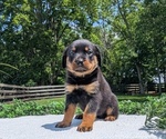 Small #4 Rottweiler
