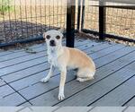 Small Chihuahua Mix