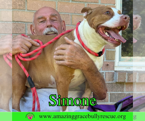 Simone - Female American Staffordshire Terrier-Unknown Mix Dog for Adoption - Photo #5