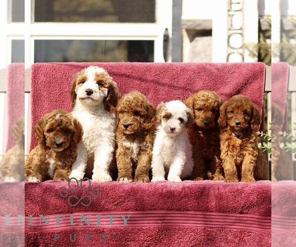 Medium Photo #2 Goldendoodle (Miniature) Puppy For Sale in EPHRATA, PA, USA