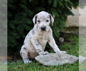 Great Dane Puppy for sale in LITITZ, PA, USA