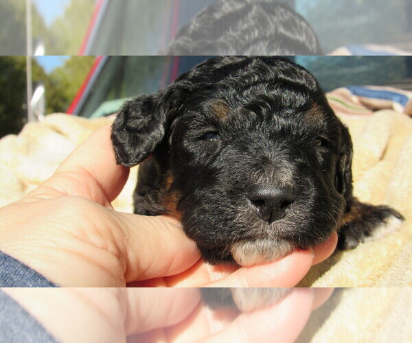 Medium Photo #7 Bernedoodle Puppy For Sale in BIG ROCK, IL, USA