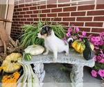 Small #5 Chihuahua