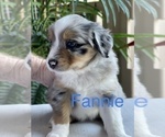 Small Photo #7 Miniature Australian Shepherd Puppy For Sale in FORT MYERS, FL, USA
