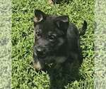 Small German Shepherd Dog