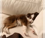 Small #4 Australian Shepherd