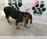 Small #1 Beagle