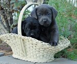 Small Labrador Retriever