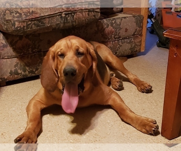 Medium Photo #1 Bloodhound Puppy For Sale in TANEYVILLE, MO, USA