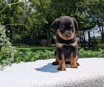 Small #1 Rottweiler