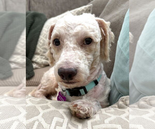 Medium Photo #6 Poodle (Miniature)-Unknown Mix Puppy For Sale in Corona, CA, USA
