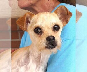 Cairmal Dogs for adoption in Carrollton, TX, USA