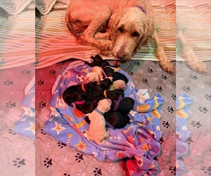 Goldendoodle Litter for sale in HOWARD CITY, MI, USA