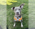 Small #2 American Pit Bull Terrier Mix