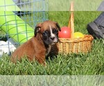 Small Photo #8 Boxer Puppy For Sale in SHIPSHEWANA, IN, USA
