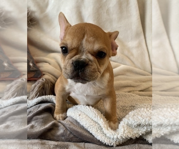 Medium Photo #2 French Bulldog Puppy For Sale in JOHNS ISLAND, SC, USA