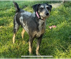 Mutt Dogs for adoption in Fenton, MO, USA