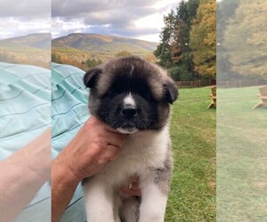Akita Puppy for sale in MONTEREY, VA, USA