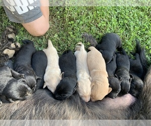 Labradoodle-Labrador Retriever Mix Puppy for sale in CAMP CLARK, MO, USA