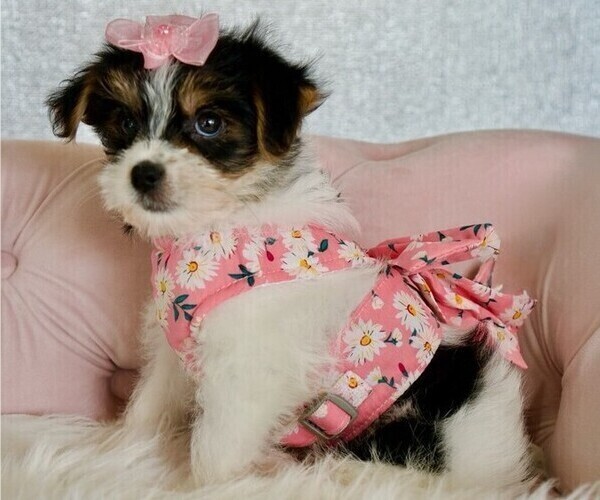 Medium Photo #4 Morkie Puppy For Sale in STUART, FL, USA