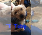 Small Photo #1 Morkie-Yorkshire Terrier Mix Puppy For Sale in EDISON, NJ, USA