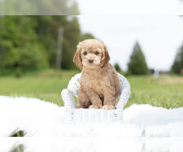 Medium Photo #5 Cocker Spaniel-Poodle (Miniature) Mix Puppy For Sale in WARSAW, IN, USA