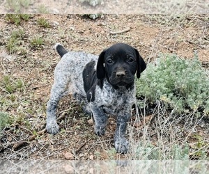 German Shorthaired Pointer Puppy for sale in WOODLAND PARK, CO, USA
