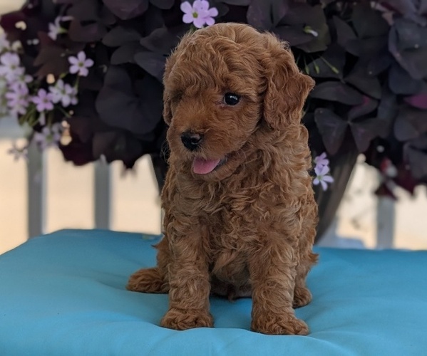 Medium Photo #21 Poodle (Toy) Puppy For Sale in GOSHEN, IN, USA