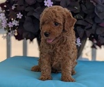 Small Photo #21 Poodle (Toy) Puppy For Sale in GOSHEN, IN, USA