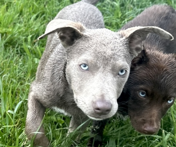 Medium Photo #8 Australian Kelpie Puppy For Sale in CAMAS, WA, USA