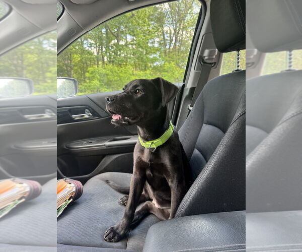 Medium Photo #6 Labrador Retriever-Unknown Mix Puppy For Sale in Brewster, NY, USA