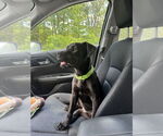 Small #5 Labrador Retriever Mix