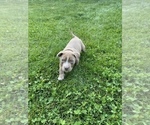Small Photo #7 American Bully Puppy For Sale in HILTON, NY, USA