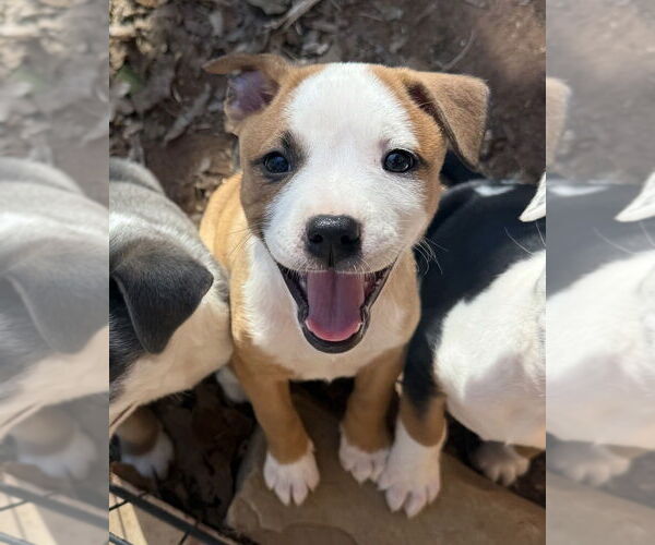 Medium Photo #5 Australian Shepherd-Unknown Mix Puppy For Sale in OKLAHOMA CITY, OK, USA