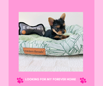 Puppy Puppy 5 Yorkshire Terrier