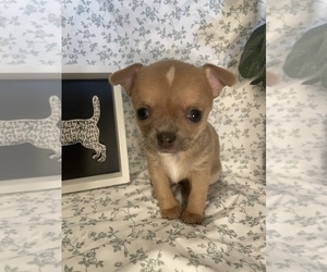 Chihuahua Puppy for sale in GREELEY, CO, USA