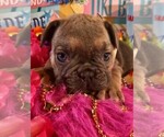 Small Photo #3 French Bulldog Puppy For Sale in ORLANDO, FL, USA