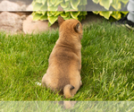 Small Photo #16 Shiba Inu Puppy For Sale in MILLERSBURG, IN, USA