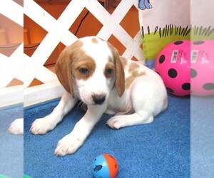 Beagle Puppy for sale in RATTAN, OK, USA