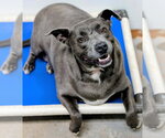 Small #9 Staffordshire Bull Terrier Mix