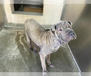 Chinese Shar-Pei Dogs for adoption in Orange, CA, USA