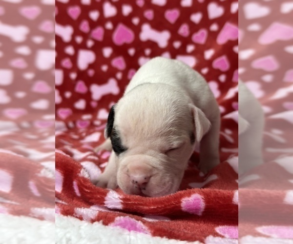 Medium Photo #5 American Bulldog Puppy For Sale in PLUMAS LAKE, CA, USA
