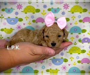 Poodle (Toy) Puppy for sale in WINNSBORO, LA, USA