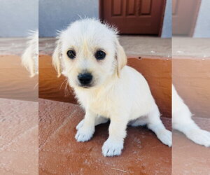 Mutt Dogs for adoption in Marina Del Rey, CA, USA